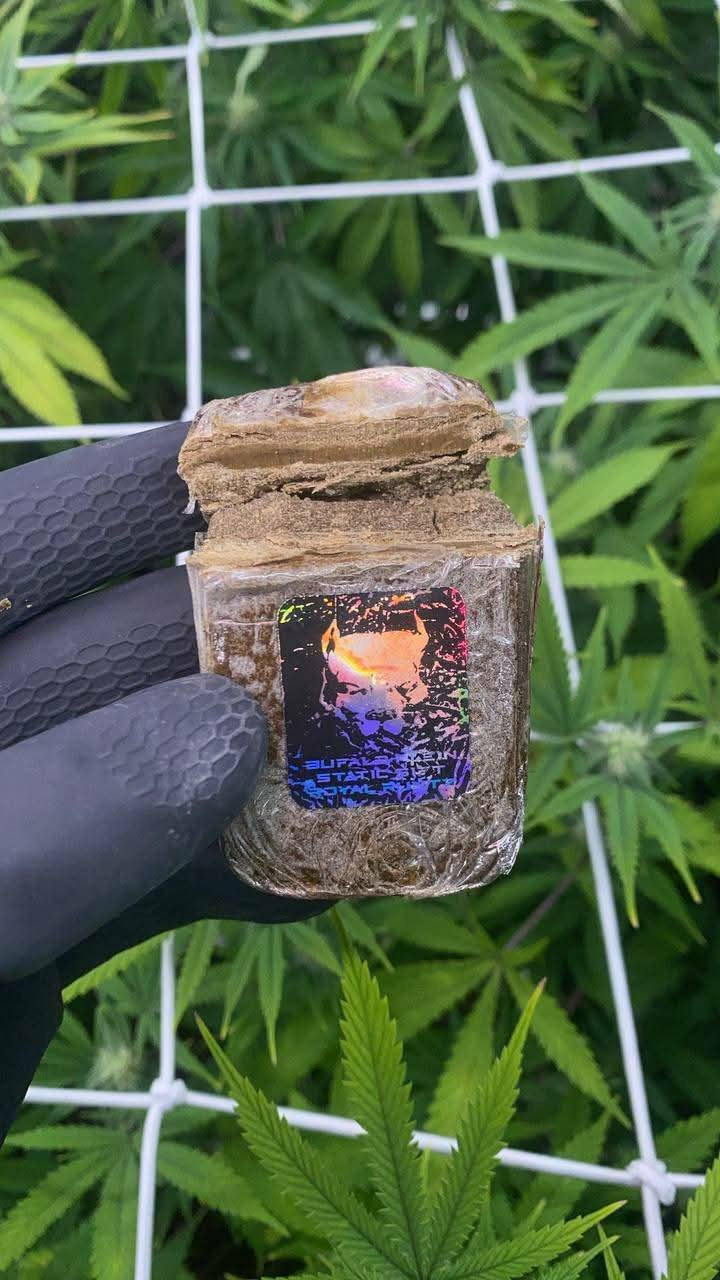Bufalo Plein Hash